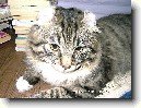Americk� kerl kratkosrst� / dlouhosrst�