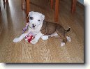 Americk� pitbull teri�r