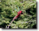 Anigozantos, klokan� tlapka