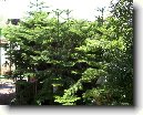 Blaho�et ztepil�, Arauk�rie