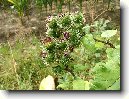 Lopuch V�t��