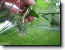Lopuch V�t��