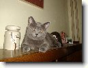 Britsk� kr�tkosrst� ko�ka (colourpoint)