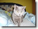 Britsk� kr�tkosrst� ko�ka (colourpoint)
