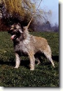 Ardensk� bouvier