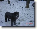 Flandersk� bouvier