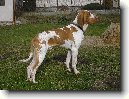 Italsk� oha�