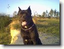 Italsk� corso pes