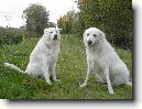 Maremmansko-abruzsk� pasteveck� pes
