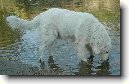 Maremmansko-abruzsk� pasteveck� pes