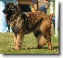 Estrelsk� pasteveck� pes