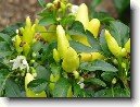 Paprika ro�n�