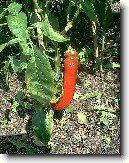Paprika ro�n�