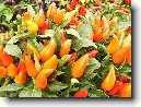 Paprika ro�n�