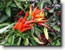 Paprika ro�n�