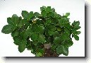 ��nsk� pep�
