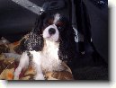 Kaval�r King Charles �pan�l