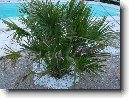 �umara
