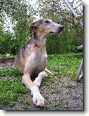 Polsk� chrt