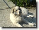 Pyrenejsk� horsk� pes