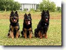 Chodsk� pes