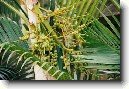 Chrysalidokarpus na�loutl�