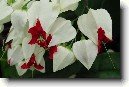 Blahoke�, klerodendrum