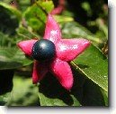 Blahoke�, klerodendrum