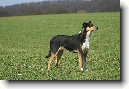 Kolie kr�tkosrst�