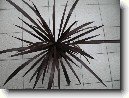 Dra�inka, kordyline