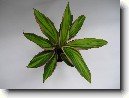 Dra�inka, kordyline