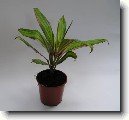 Dra�inka, kordyline