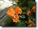 Krosandra, t�epenitka
