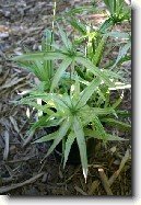 Cyperus, ��chor