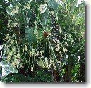 Cyperus, ��chor