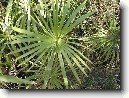 Cyperus, ��chor