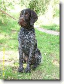 �esk� fousek