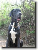 N�meck� doga