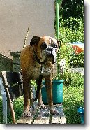 N�meck� boxer