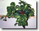 �plhavnice, scindapsus, potos