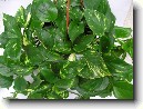 �plhavnice, scindapsus, potos