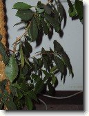 Fikus lirovidn�