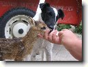 Foxteri�r hladkosrst�