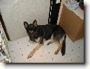 N�meck� ov��k