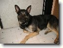 N�meck� ov��k