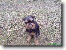 Belgick� grifonek