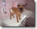 Belgick� grifonek