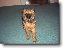 Belgick� grifonek