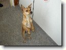 Pin�-harlek�n
