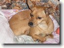Pin�-harlek�n